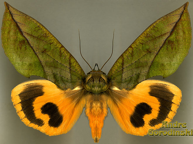 http://www.gorodinski.ru/lepidoptera/Eudocima sikhimensis.jpg